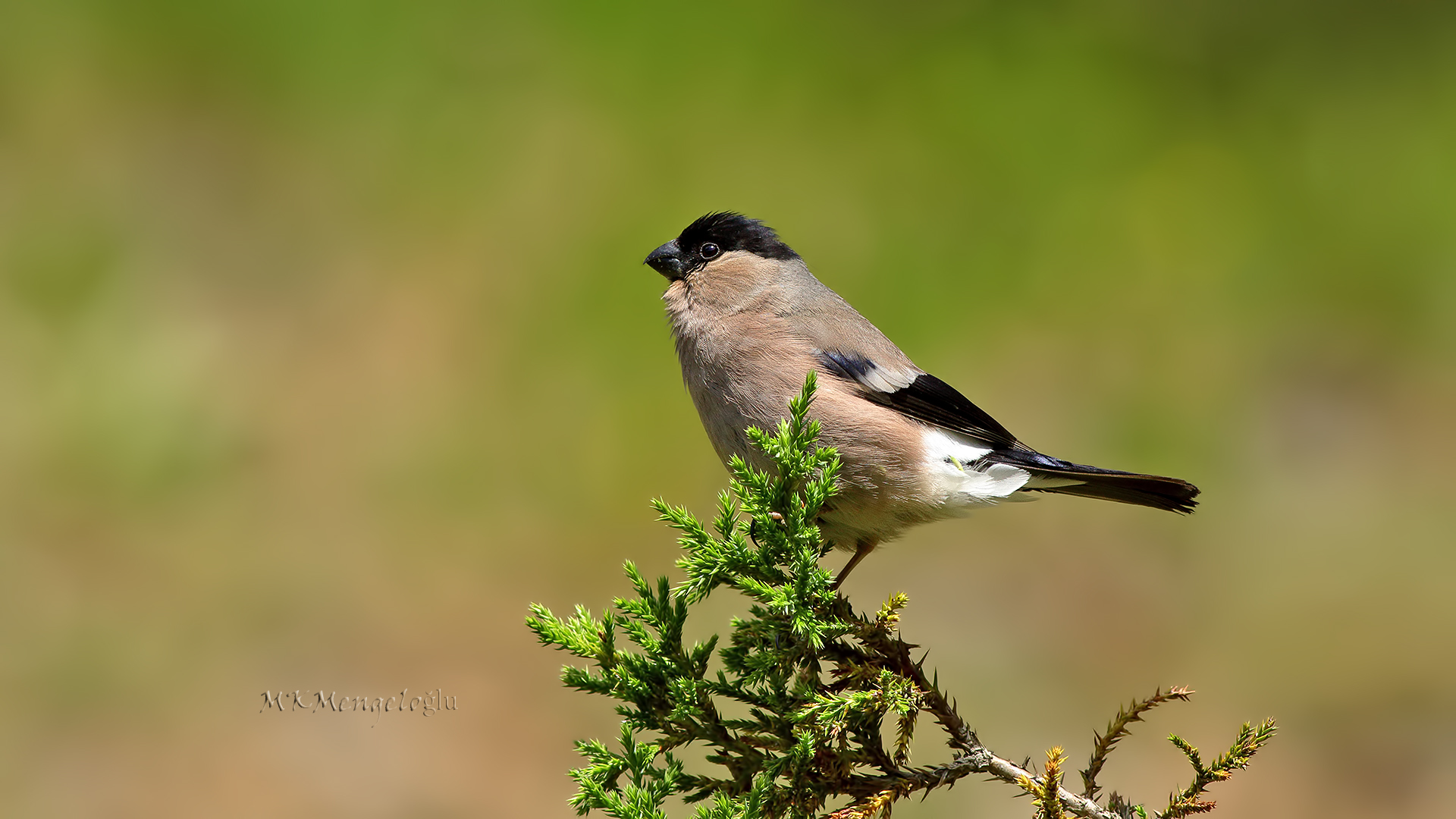 Eurasian Bullfinch